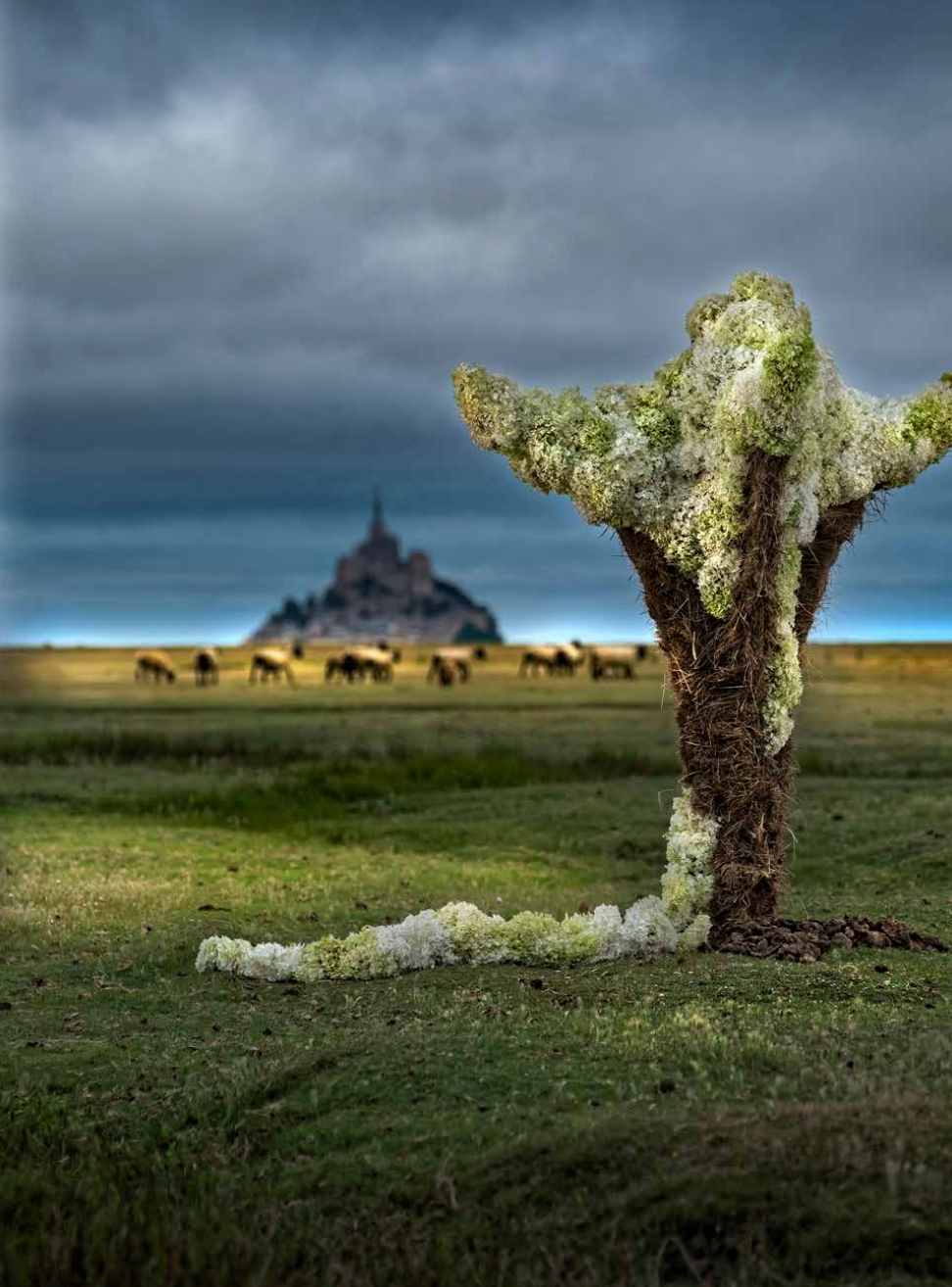 "Poésie florale en Normandie" par Cédric Deshayes