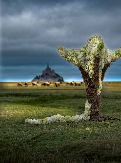 "Poésie florale en Normandie" par Cédric Deshayes