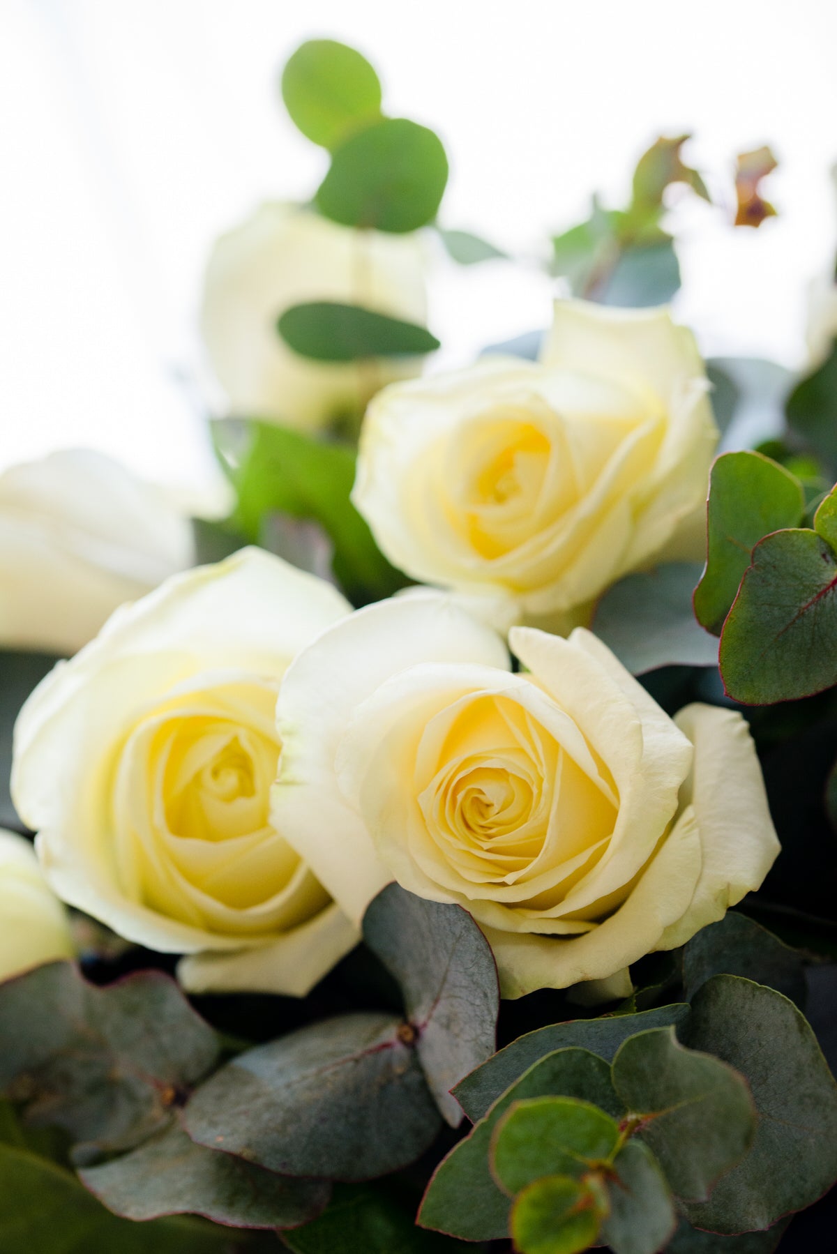 Bouquet de roses blanches, "Pureté"